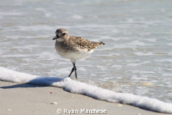 Black Bellied Plover by Ryan Marchese 